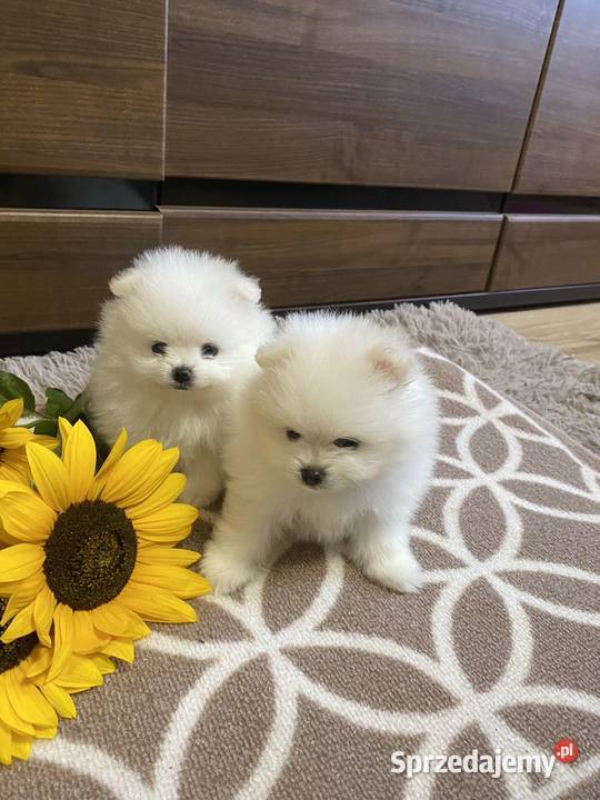 SZPIC MINIATUROWY POMERANIAN ŚLICZNE PIESKI łódzkie