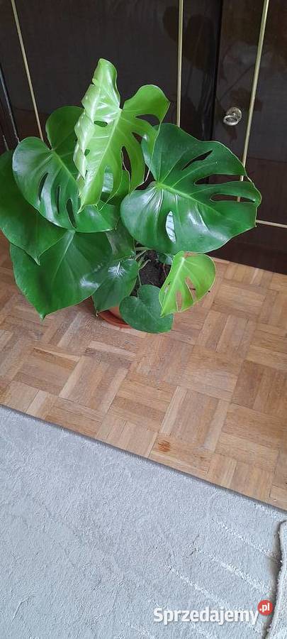Monstera roślina doniczkowa Warszawa