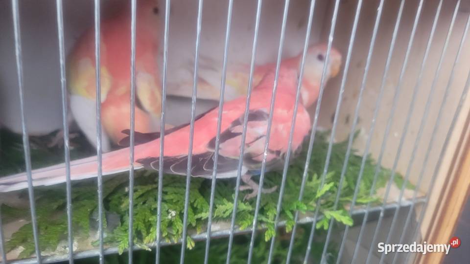 Papugi lilianki małopolskie