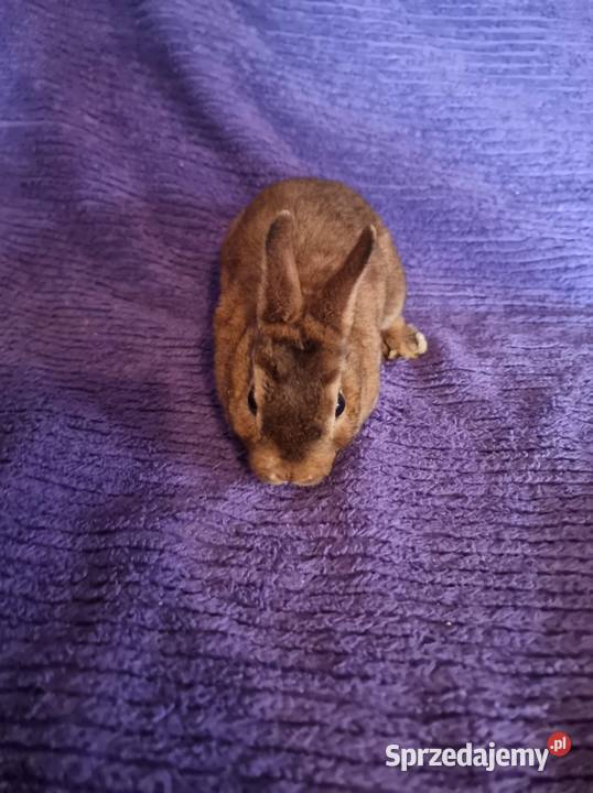 królik rex karzełek miniaturka samiczka samiec Korzenna