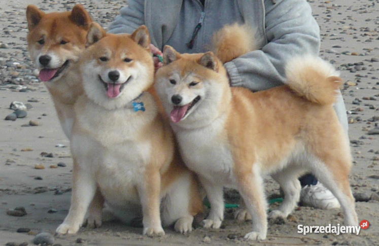 shiba inu szczenięta