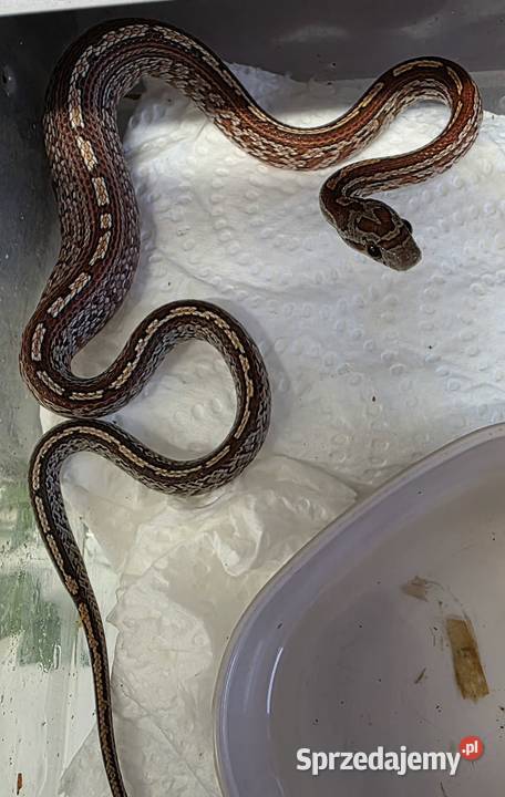 Wąż zbożowy Pantherophis guttatus