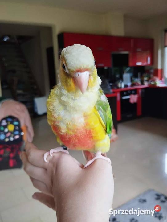 Rudosterka Myślenice