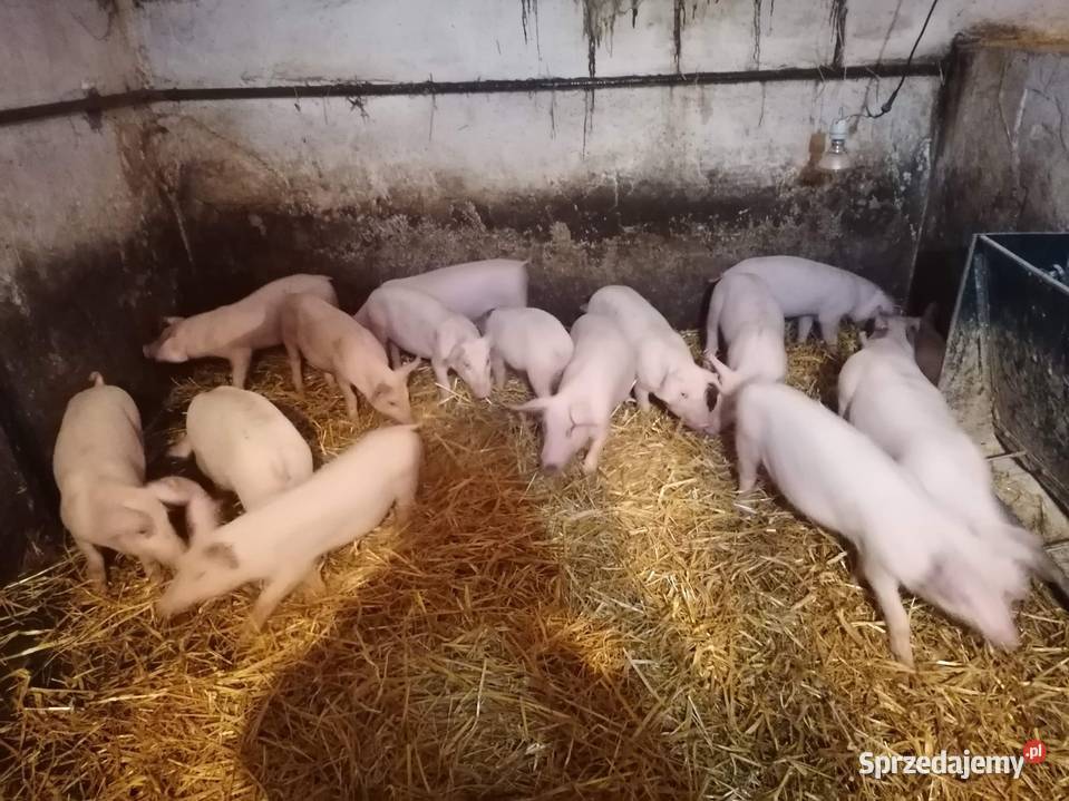Prosięta 20 Wodników Górny