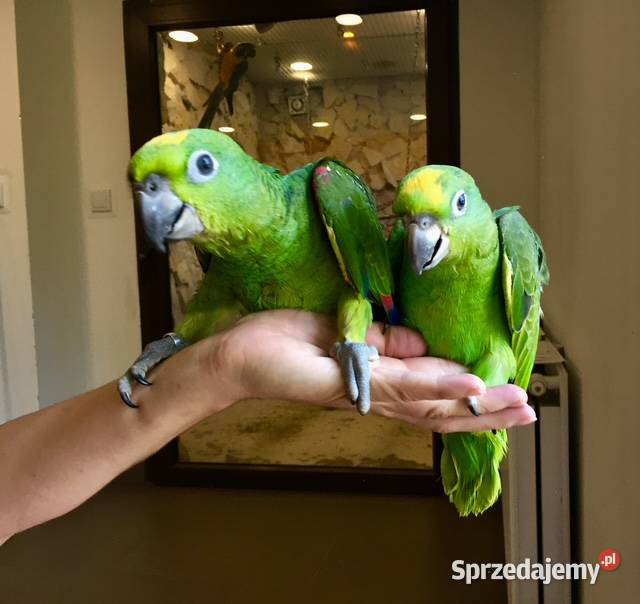 Amazonka żółtogłowa ochrocephala Kraków