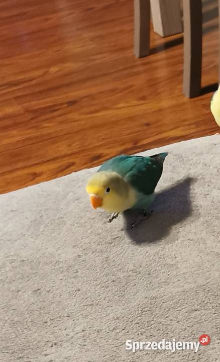 Papużki nierozłączki Fischer