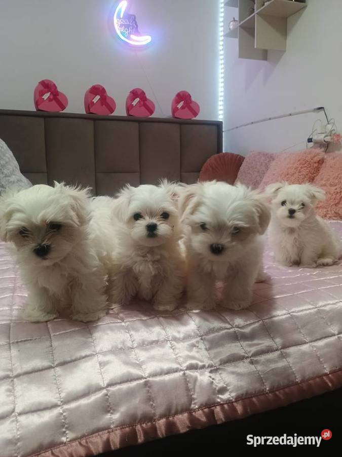 Maltańczyk Psy podkarpackie Ropczyce