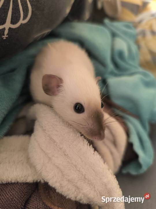 Szczury Dumbo Syjamskie Rasowe Lubin