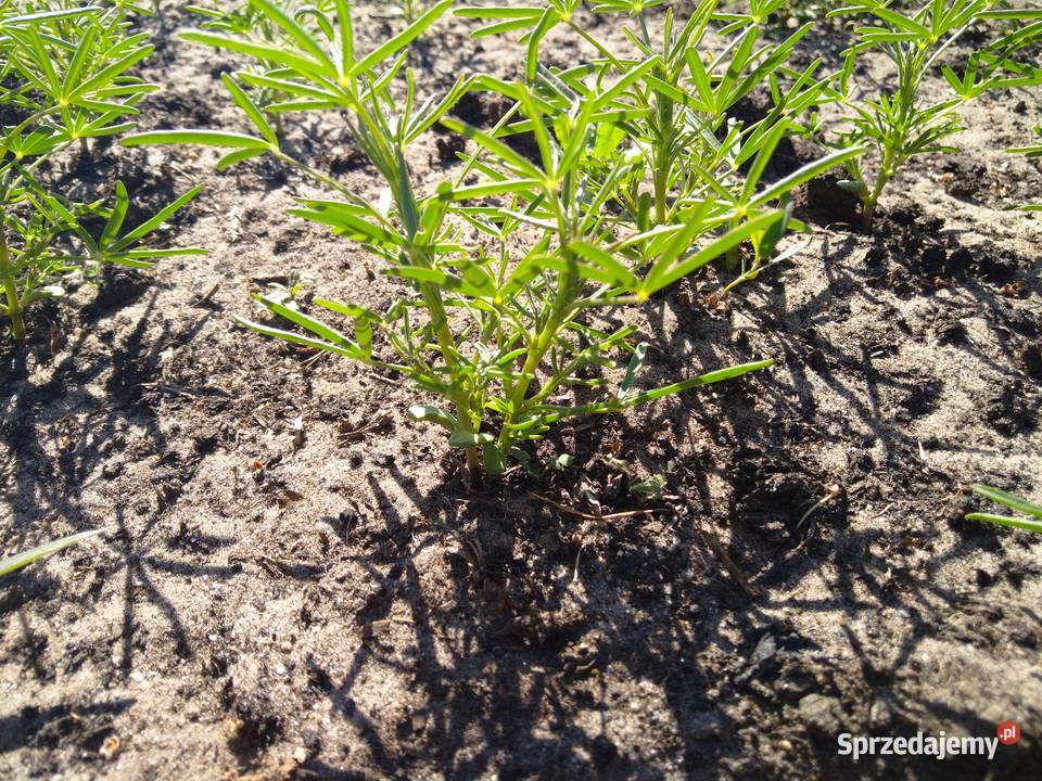 Łubin gorzki Karo nie pryskany do siewu Nowęcin