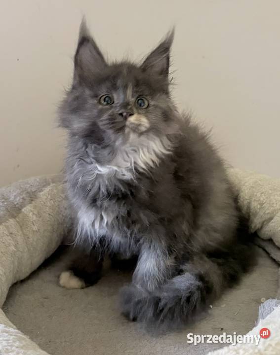 Maine Coon Śliczne kocięta Wińsko