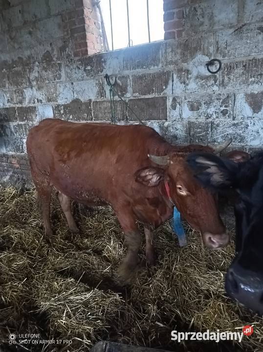Krowa Pierwiastka Jałówka Rolnictwo Chrzanów sprzedam