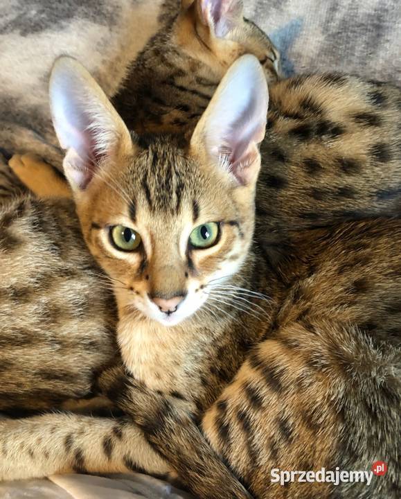 Kocięta Savannah F1 Poznań