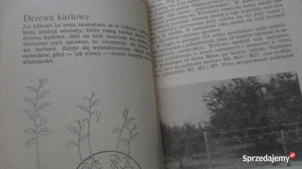 Ogrodnictwo sad rolnictwo działka ogród uprawy Łódź