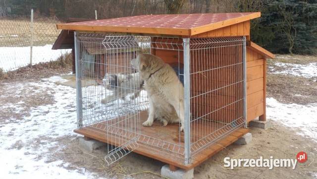 BUDO KOJEC buda kojec boks łódzkie