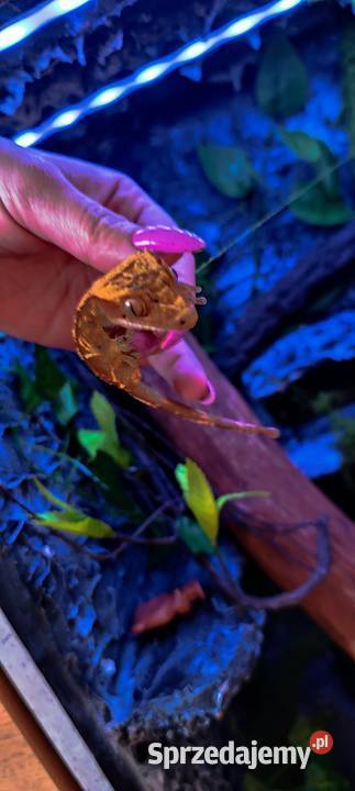 Gekon orzęsiony z wyposażonym terrarium