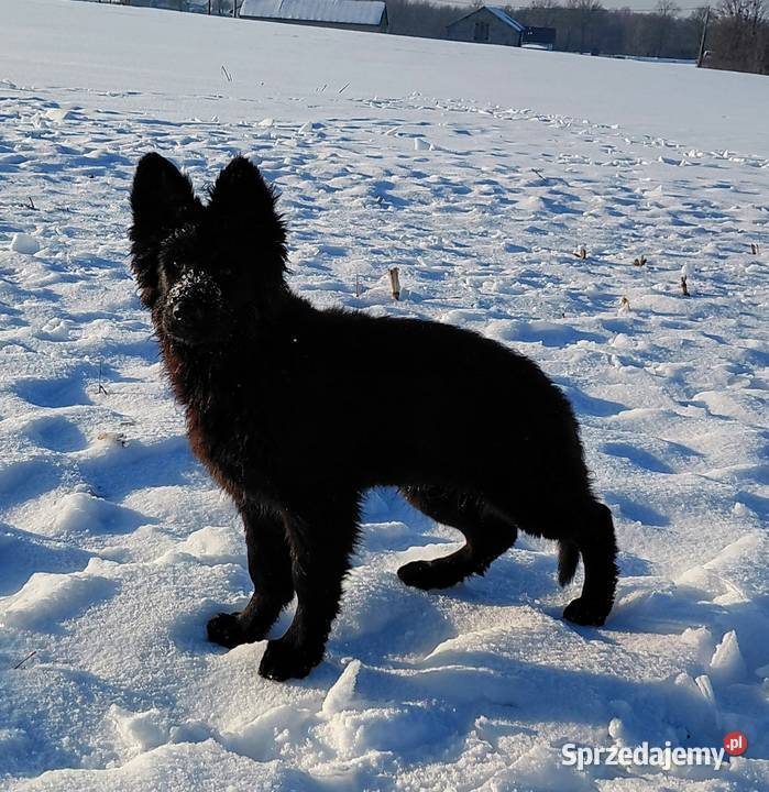 Czarny Piesek Owczarek Niemiecki Długowłosy