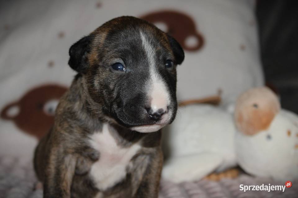 Bulterier miniaturowy Szczenięta ZKwP FCI Toruń