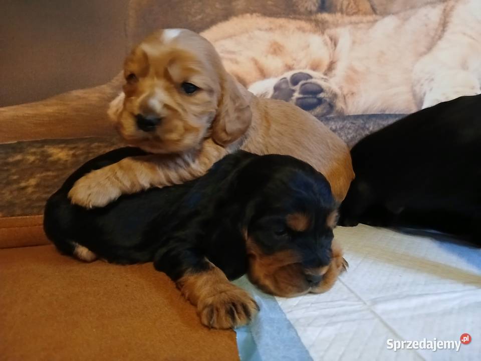 Śliczne Szczenięta Cocker Spaniel Angielski