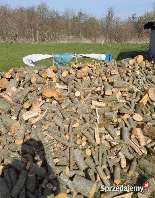 Gałęziówka bukowa Morąg sprzedam