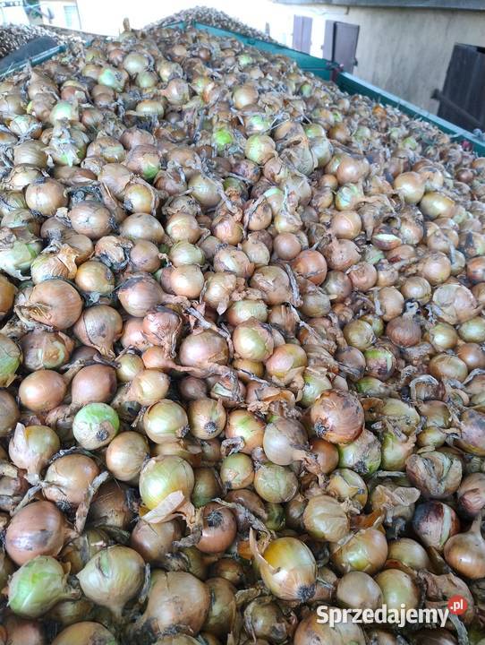 Cebula odmiana Panther Turlejewo