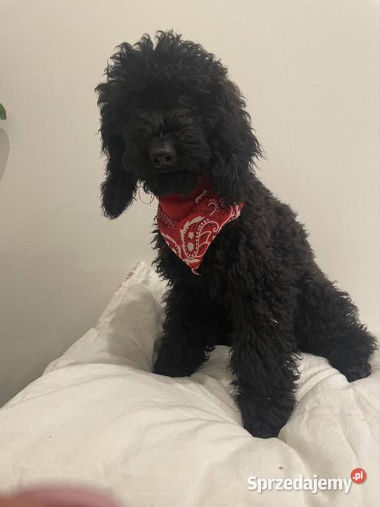 Pudel Miniaturowy piesek Danio Ostrożnica