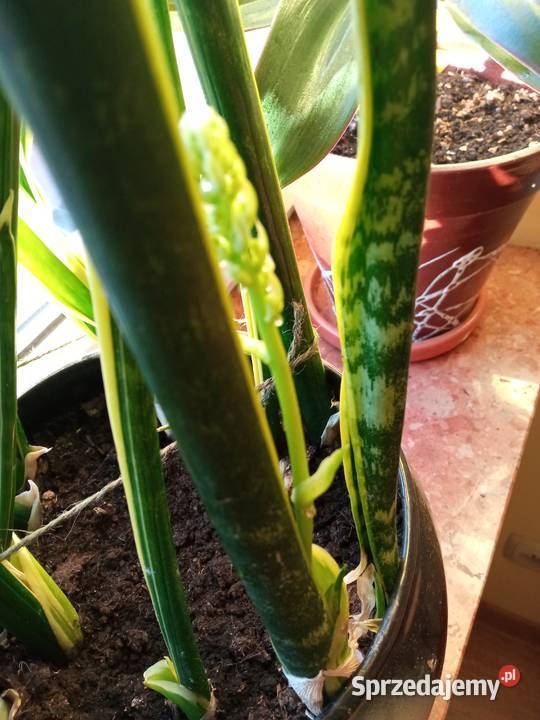 Kwiaty domowe różne może coś wybierzesz Białystok