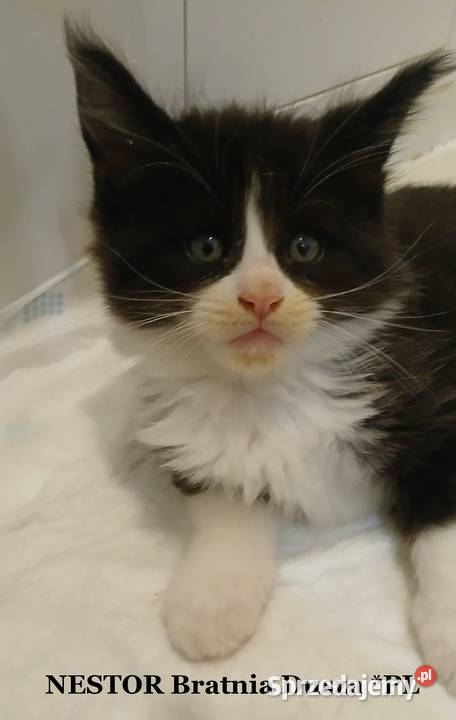 Maine Coon kocurki Warszawa