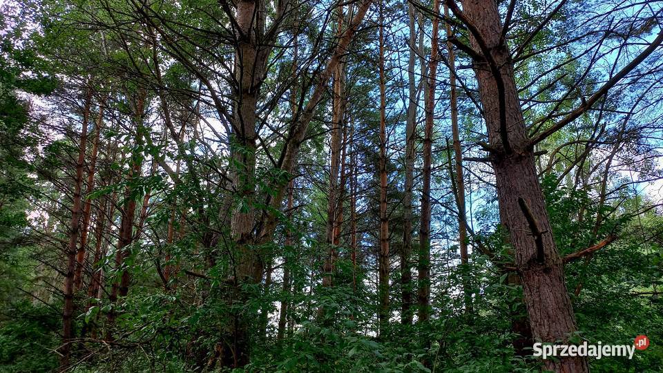 Działka budowlana Tumlin Osowa 2480m2 gmina Grunty i działki