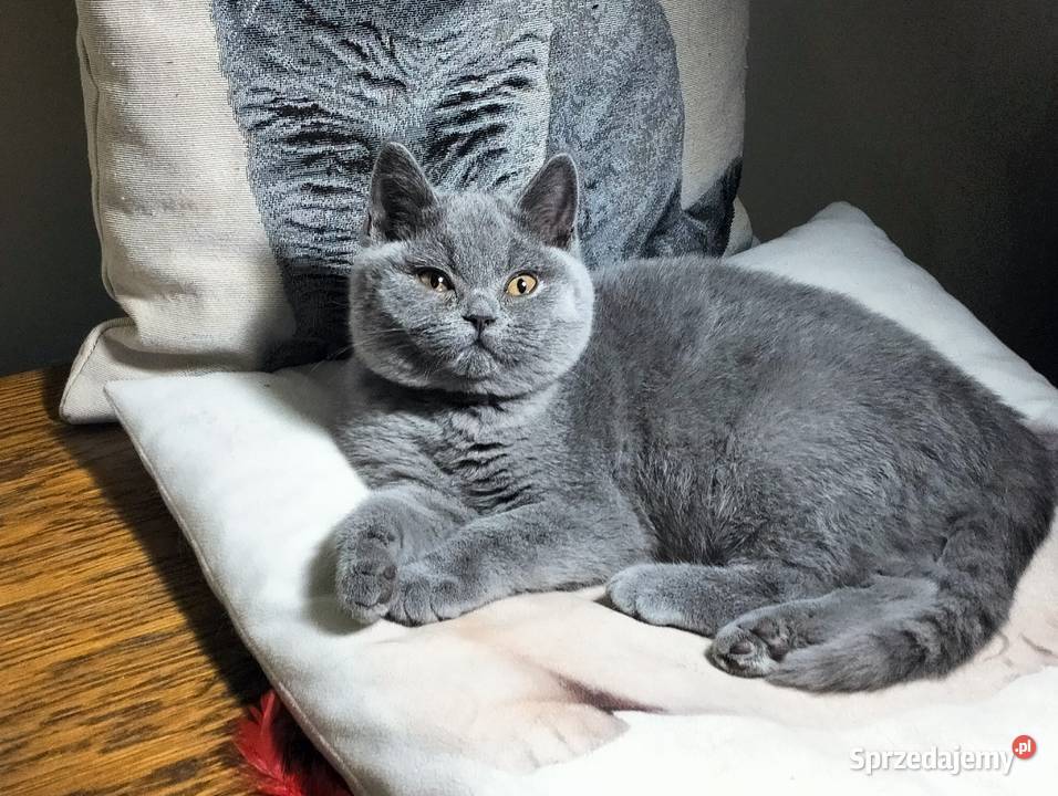 Piękny kocurek Yuki Rodowód Międzynarodowy Łódź sprzedam