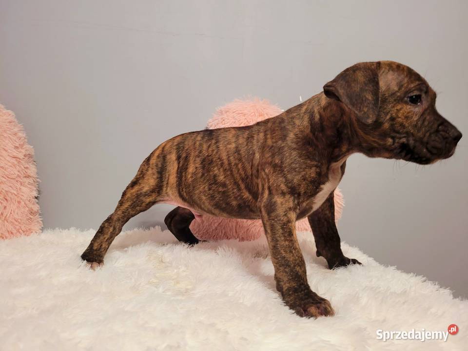 Cudny Szczeniak American Stafford Terier Kraków