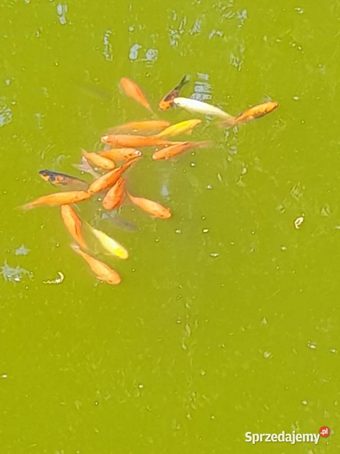 RYBY NARYBEK AMUR KARAŚ KOLOROWY JESIOTR Słupca