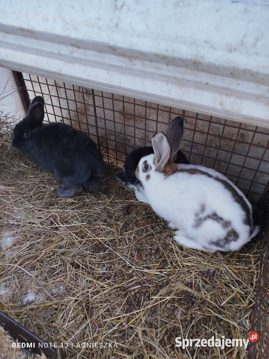 Króliki samce mieszańce i rasowe Króliki podkarpackie Dylągowa