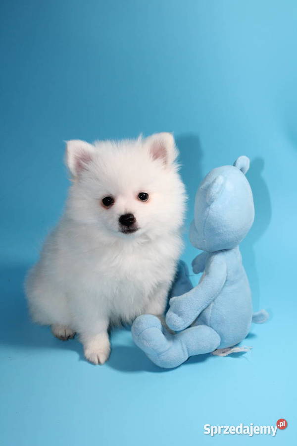 Szpic średni biały Pozostałe Psy