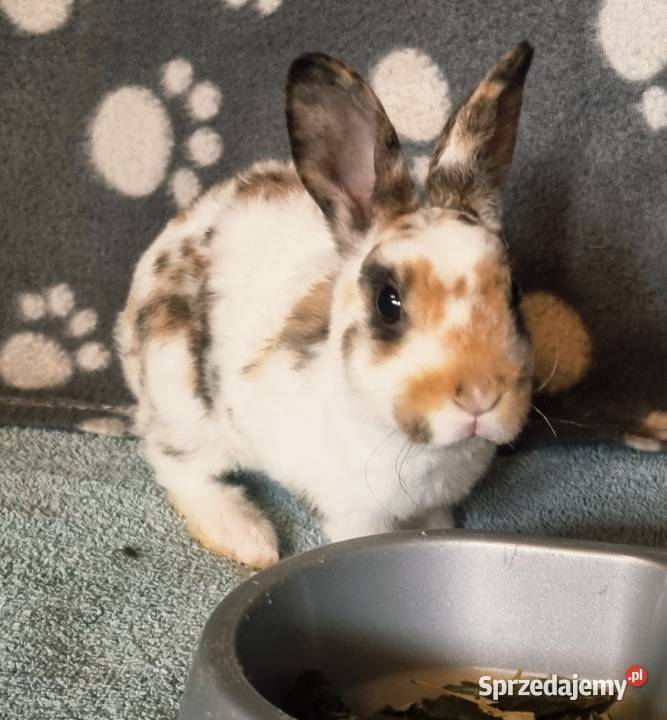 Królik Karzelek Mini Rex trójbarwny śląskie