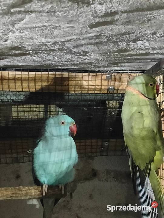 aleksandretty faliste zeberki golabkil Ptaki Złotów