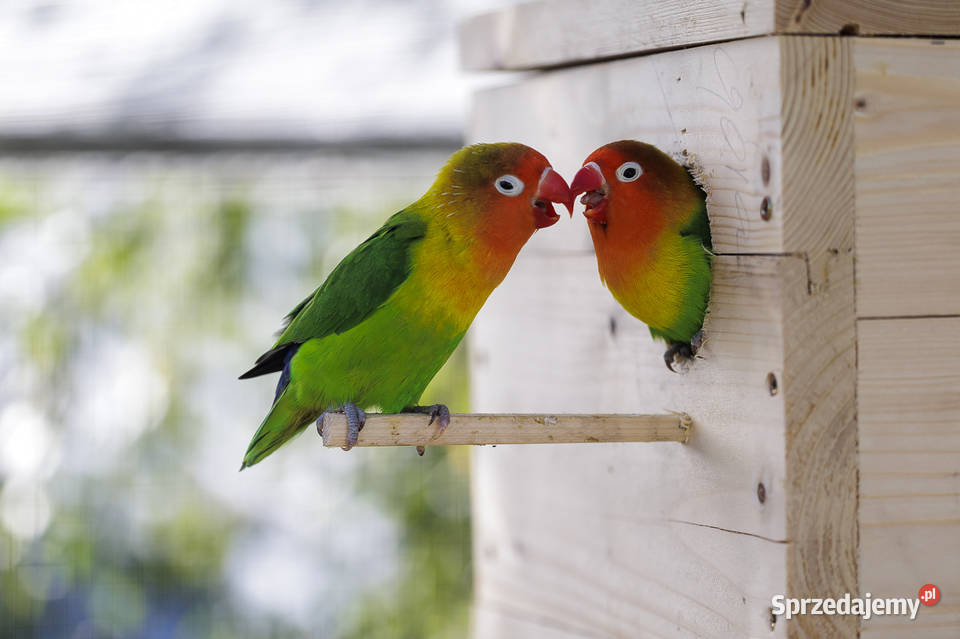 Papuga Nierozłączka Ptaki