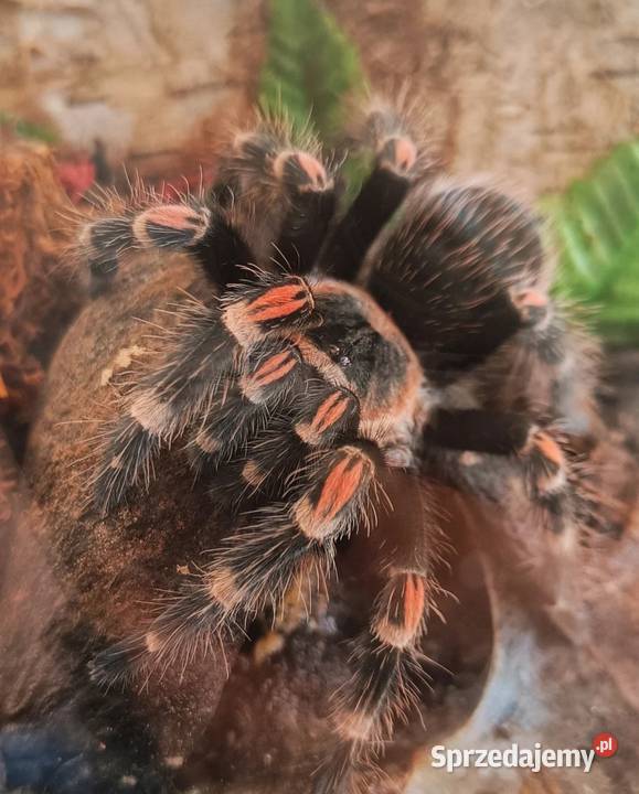 Likwidacja hodowli ptaszniki i skorpiony Zwierzęta Wrocław