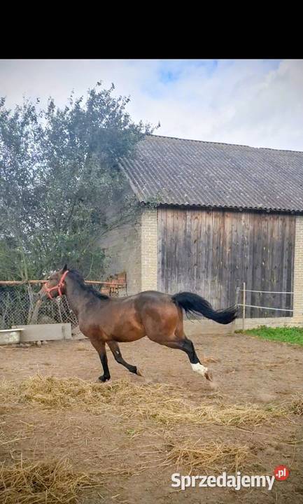 Sprzedam dwu letniego walacha Konie Ręczno