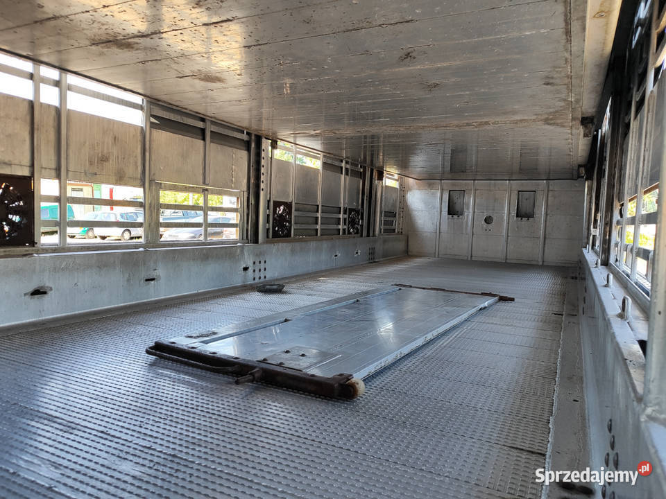 Scania R500 Pezzaioli 3 poziomy żywca zwierząt