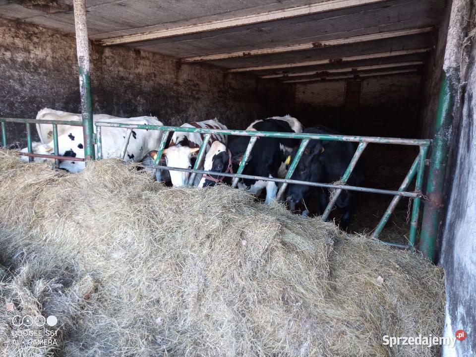 Jałówka wysokocielna mazowieckie