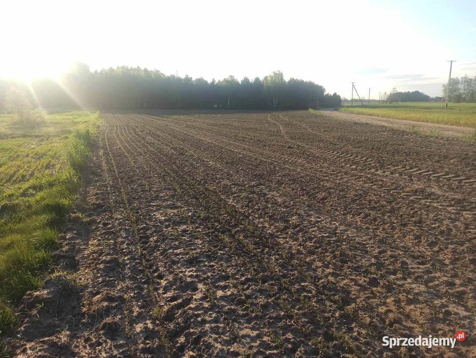 Zabudowa Zagrodowa W Gospodarstwie Rolnym Piątek - Sprzedajemy.pl