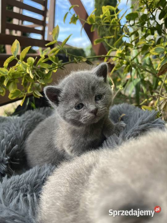 Blue boy słodkie brytyjskie kocurki łódzkie