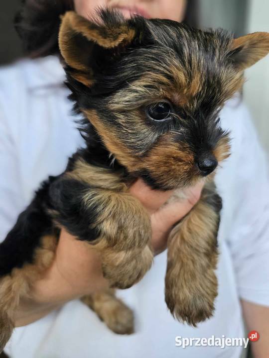 Yorkshire terrier Malutka Dziewczynka Mini Częstochowa