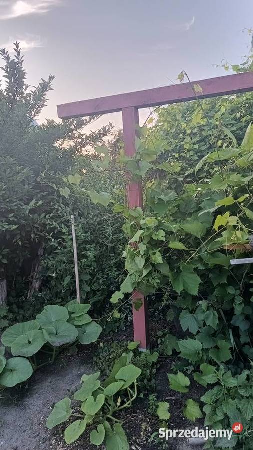DZIAŁKA ROD PRUSZCZ GDAŃSKI Pruszcz Gdański sprzedam