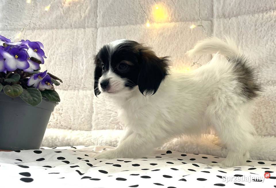 spaniel kontynentalny miniaturowy phalene nie Rudzica