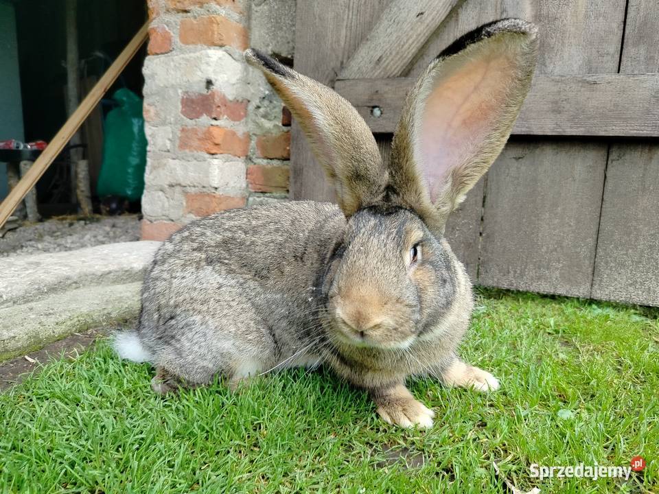 Królik olbrzym belgijski Kumelsk
