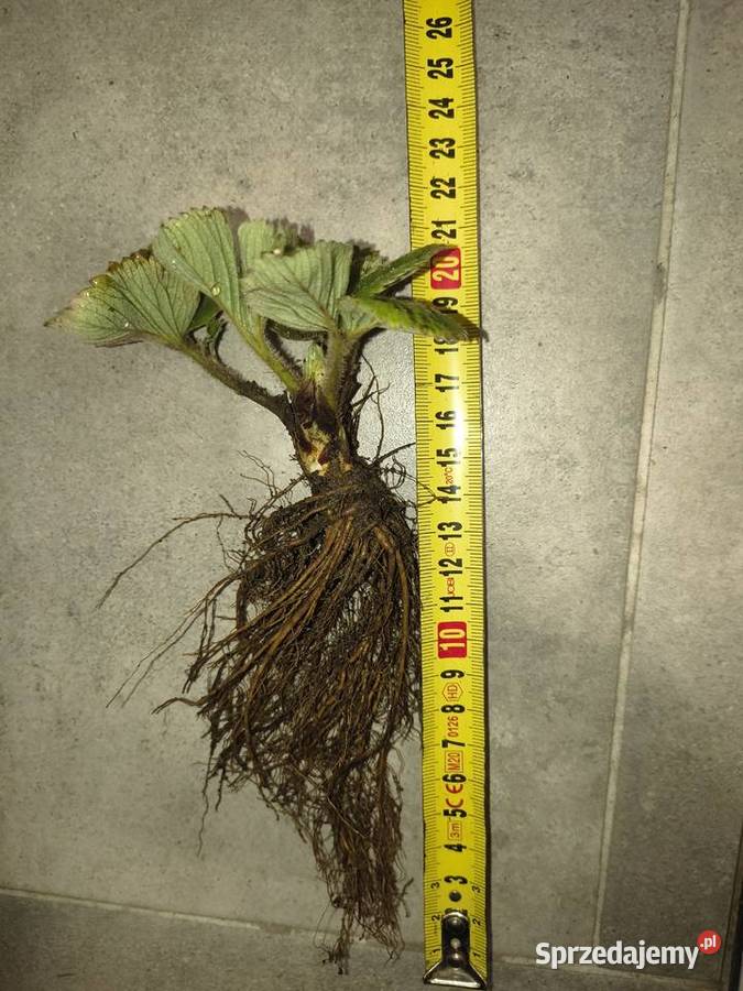 Sadzonki Truskawek 100 Ekologiczna uprawa w Jaworzno sprzedam