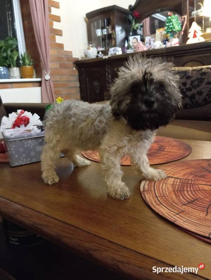 Sprzedam Sunię rasy Rosyjska Bolonka Kolorowa Środa Wielkopolska