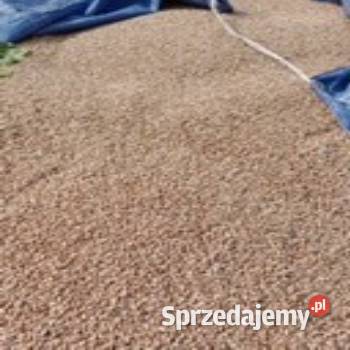 Pszenica i Pszenżyto ozime 2025 Zboża