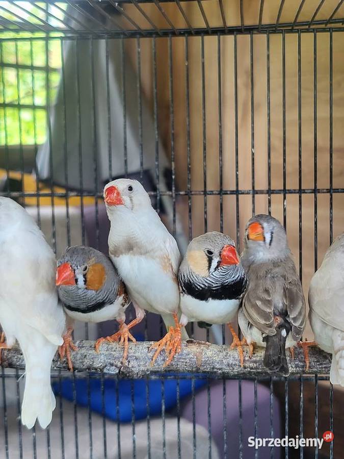 Zeberki australijskie Ptaki sprzedam